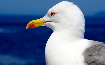 Splitski vatrogasci spašavali galeba s vrha zgrade