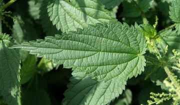 Ovo su moći KOPRIVE