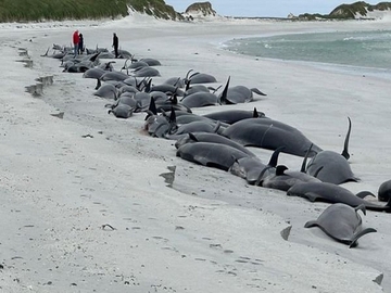 Najveće masovno nasukavanje kitova u više decenija (VIDEO)