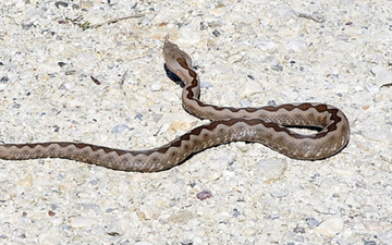 ZMIJA UJELA DEČAKA (15) Sumnja se da je otrovnica, hitno prebačen u bolnicu