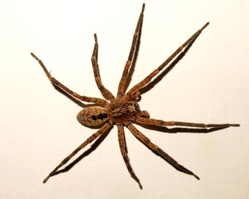 ZASTRAŠUJUĆA vrsta velikog pauka vrtoglavom brzinom se širi u Njemačkoj – i to po kućama