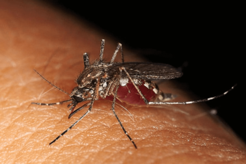 Jednostavan i prirodan trik da se riješite dosadnih komaraca
