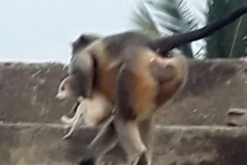 Majmuni u Indiji iz osvete ubili 250 pasa