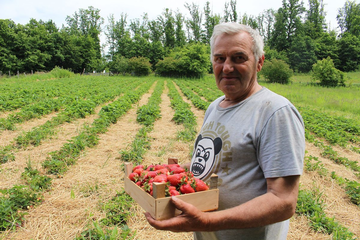 Ilija opčinjen proizvodnjom jagoda, sve proda na kućnom pragu