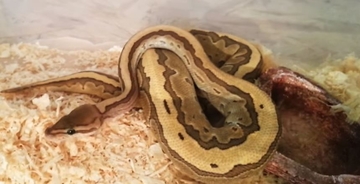 Tragedija za dlaku izbjegnuta: Piton ugrizao dječaka i odvukao ga u bazen