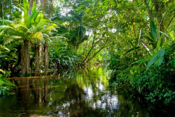 Bili su tamo i prije rata: Nacistički grob u džungli Amazonije VIDEO