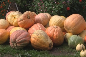 Kulići iz Foče i ove godine proizveli džinovske bundeve