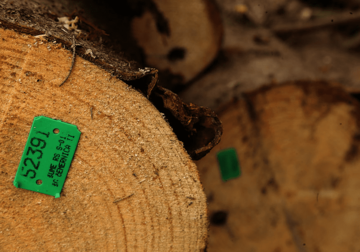 “UTVRDITI NEZAKONITOSTI” SNSD traži hitnu smjenu odgovornih za loš rad 11 šumskih gazdinstava