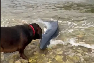 Zanimljiv slučaj u Hrvatskoj: Pas zgrabio morskog psa koji se nasukao na plažu na Visu
