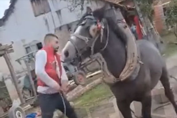 Uznemirujući video iz Prijedora: Brutalno tukli konja, oglasila se policija (VIDEO)