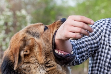 Pas preskočio ogradu i izgrizao 11-godišnjeg učenika
