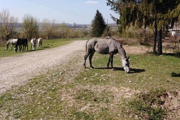 Lipicaneri ciljaju listu UNESCO-a