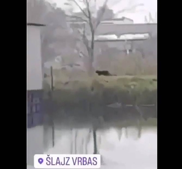 Crni panter ponovo snimljen u Srbiji /🎥 VIDEO/: Pronađeno raskomadano tijelo psa