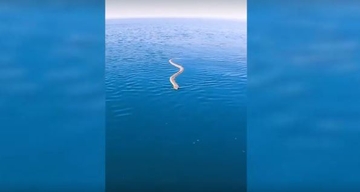 Veslač snimio zastrašujuć trenutak: Na sred okeana lice u lice sa ogromnom zmijom