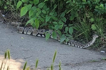 Piton se pojavio na stadionu dok su djeca imala trening, uhvatio ga hrabri djed
