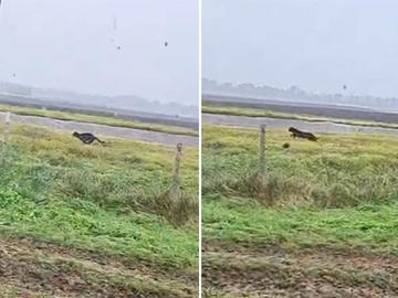 Saga se nastavlja: Ponovo viđen crni panter u Srbiji? (VIDEO)