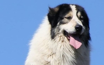 IDENTIFIKUJU NOSIOCE VIRUSA: Austrijska vojska obučila dva psa da nanjuše koronu