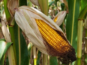  Kukuruz pojeftinio, ali meso neće