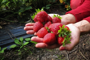 Voćka koja sadrži najviše pesticida!