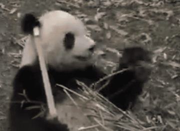 Panda pobjegla iz kaveza i napravila haos: Počela da ujeda čuvare u zoo-vrtu, jednog umalo UBILA