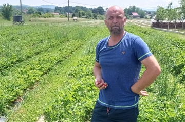 Jagode rodile, radnika nema ni za lijeka