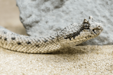 Sarajevski doktor upozorava: U BiH i regionu nema seruma za ugriz zmije