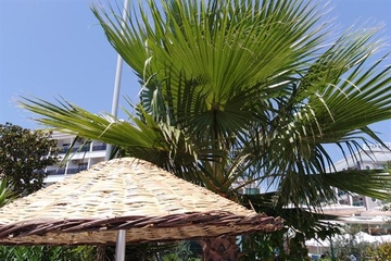 Mostarac sa drugarima pokušao iščupati i prodati palmu!