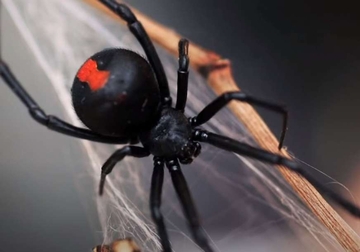 Opasni pauk ujeo Trebinjca: Prvi ujed crne udovice ove sezone