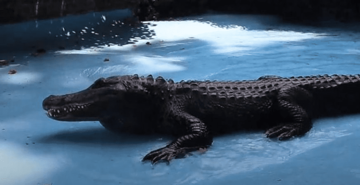 GAZI DEVETU DECENIJU Aligator Muja napunio 85 godina života