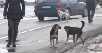 Čopor pasa lutalica napao dječaka, građani Sanskog Mosta žive u strahu