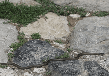 Dozama koje su na raspolaganju istekao rok: U Srpskoj VLADA NESTAŠICA SERUMA protiv zmijskog otrova