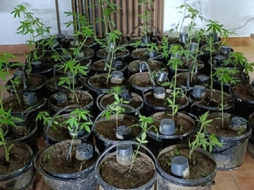 Akcija "Plantaže 2024": U Kozarskoj Dubici pronađen zasad indijske konoplje