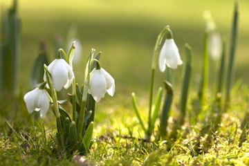 Ovo proljećno cvijeće je otrovno za PSE