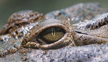 Krokodil napao dječaka na odmoru: Jedva su ga spasili, 4 mjeseca nije mogao da hoda