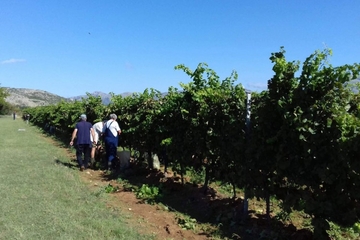Vinograd star pola vijeka i dalje daje odlične prinose