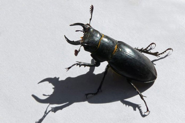 Apel građanima: Ako vidite ovu životinju, odmah javite