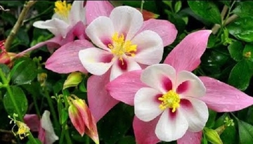 U seoskim vrtovima se gaji od srednjeg vijeka! Ovo je cvijet koji se samo jednom sije