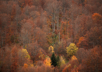 "Vrag odnio šalu“ Iz zagrebačkog zoološkog vrta tvrde da CRNI PANTER NE POSTOJI dok se mještani naoružavaju motkama