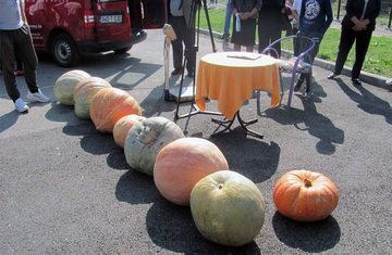 NAGRADA VRIJEDNOM FOČAKU Milanko uzgojio tikvu tešku preko 50 kilograma