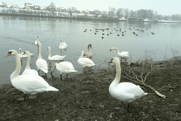 Na snazi preventivne mjere: U Hrvatskoj potvrđen ptičiji grip kod uginulog labuda
