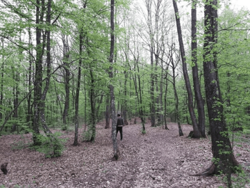 "POVEĆATI UDIO LIŠĆARA" Za pošumljavanje u Republici Srpskoj podesno 20 odsto goleti