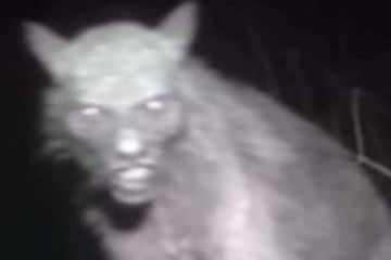 Fotografisao zvijer na imanju: Smatra da je to zloglasno biće (FOTO)