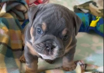 Pokušava izgledati opasno: Snimak šteneta postao hit na TikToku (VIDEO)