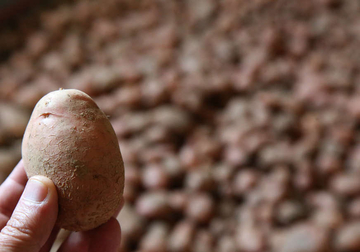 DEVETA NEISPRAVNA POŠILJKA Zabranjen uvoz u Srpsku 22 tone merkantilnog krompira iz Njemačke