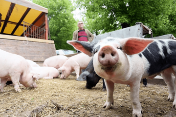 Praznici povećali potražnju, ali i cijene prasića