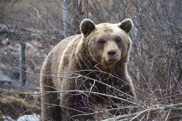 Oprezno vozite kroz Hrvatsku, medvjed na auto-putu