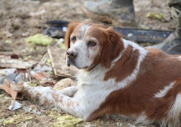 Pas kojem se svi dive: Spasioci u Turskoj nisu mogli naći put do sela, on im je pokazao