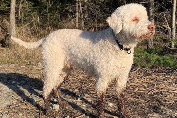 Pet rjetkih pasa na svijetu