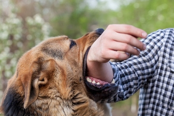 Psi napadaju zbog neodgovornih vlasnika