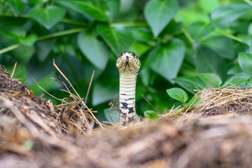 Zbrinut u UKC RS: Muškarca iz Mrkonjić Grada za nogu UGRIZLA ŠARKA